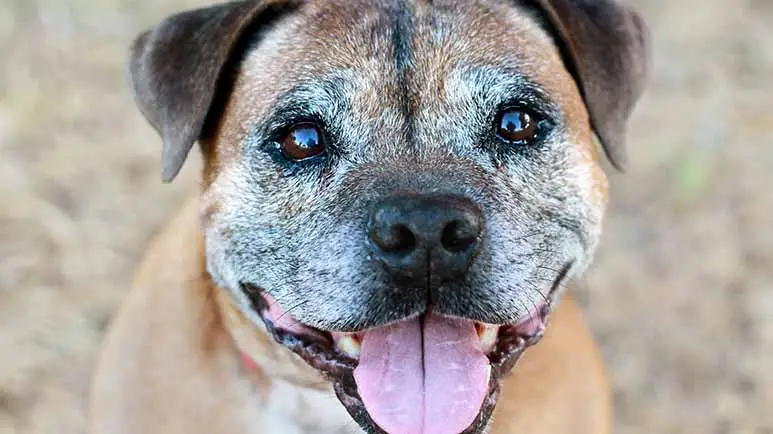 dog age lifespan