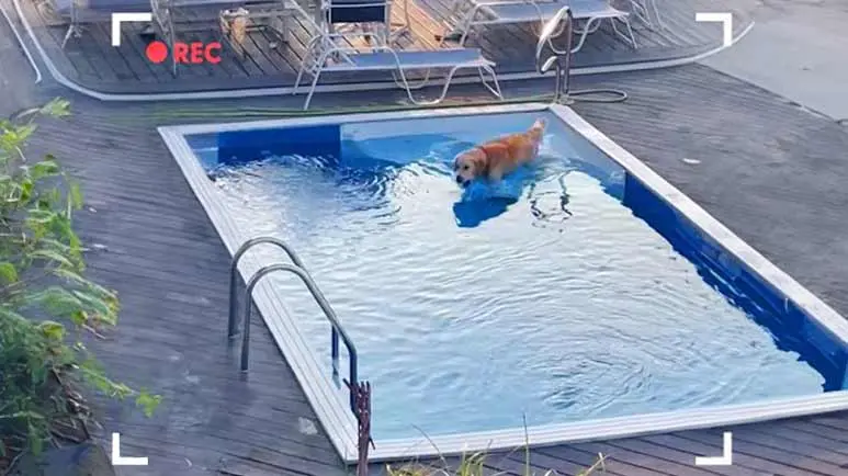 dog sneaks into the neighbors pool every morning