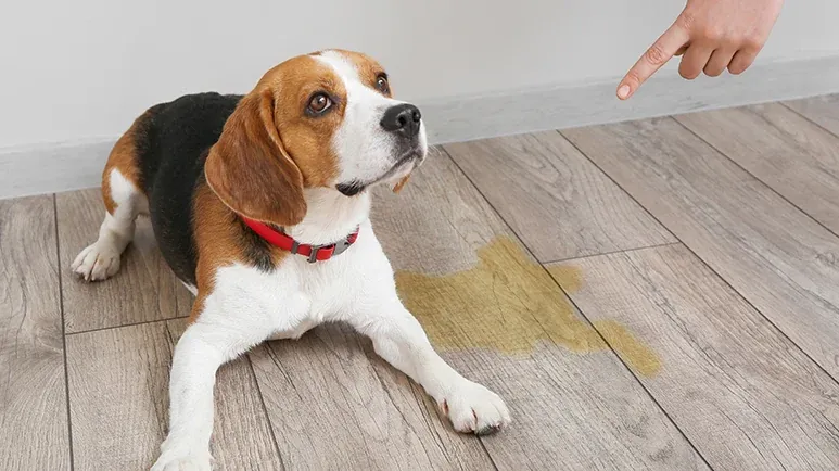 dog urine ph