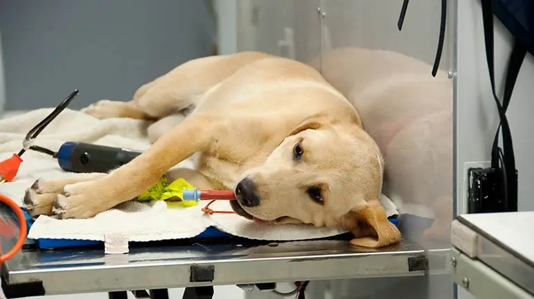 early spaying