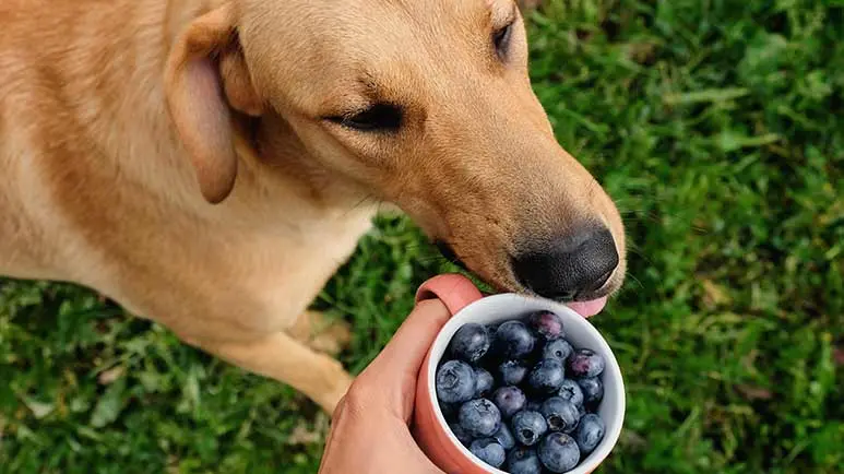 fresh food meals for dogs