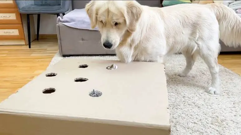 golden retriever joins the game kittens are playing
