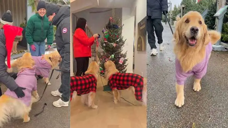 golden retrievers pick out their annual christmas sock tree