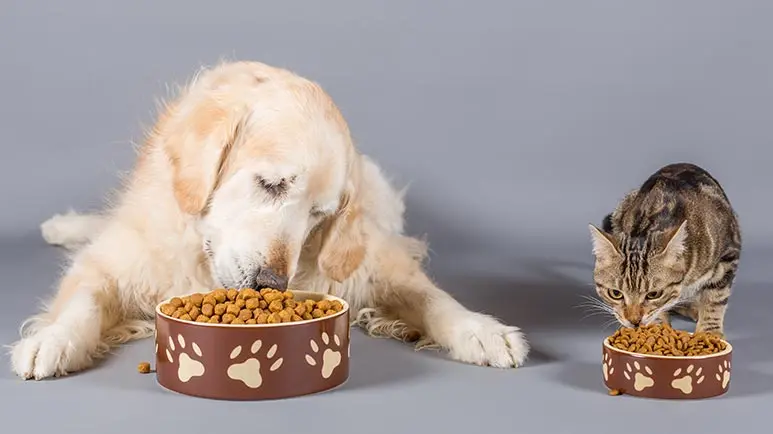 high protein pet food