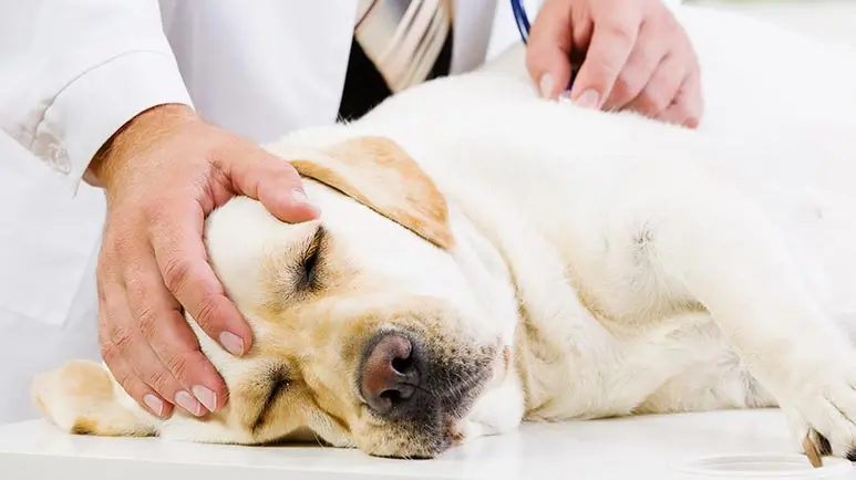 how and when to induce vomiting in pets