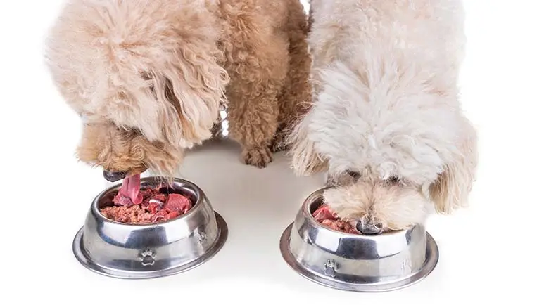 lactic acid salmonella control dogs food