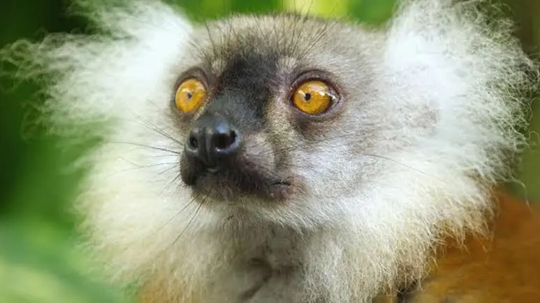 lemurs good news and bad news when eating millipedes
