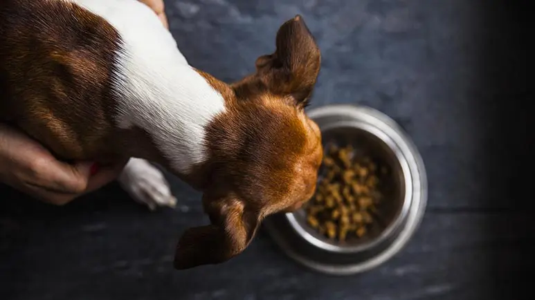 link between dog food taurine deficiency and dcm
