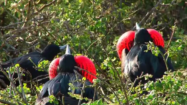 males red pouch attracts female frigate birds