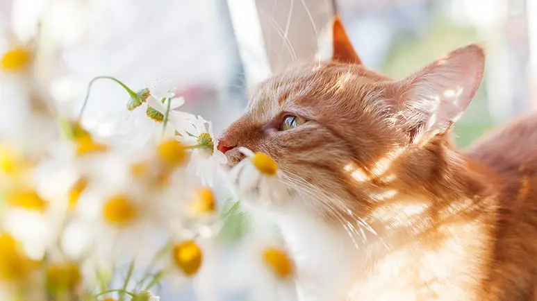 natural calming herbs for cats