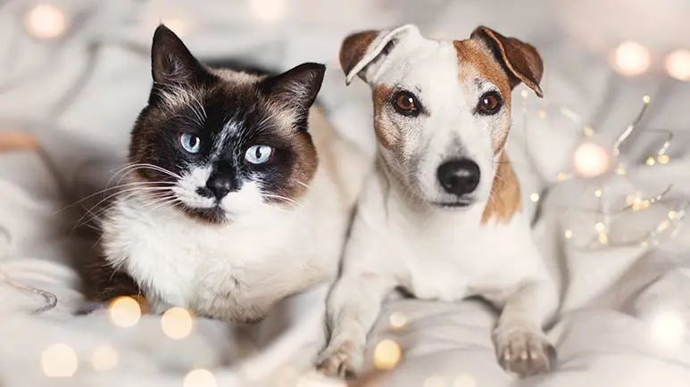 new years resolutions for pet lovers