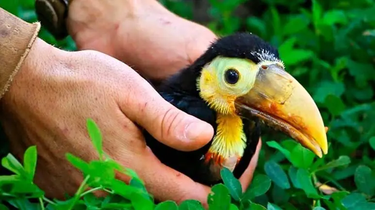 rescued baby toucan eats fruit for breakfast of course