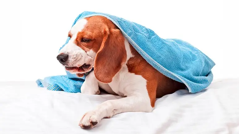 respiratory illness affecting dogs