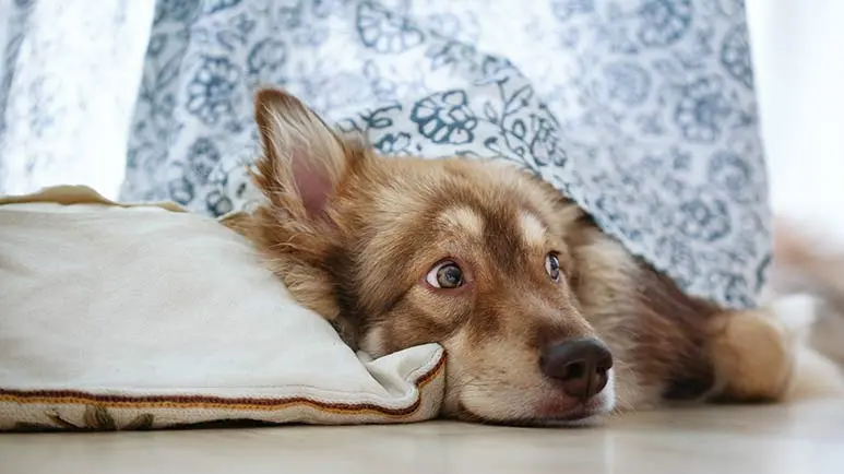 storm phobic dogs