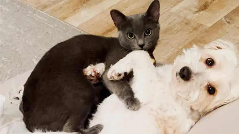 stray kitty made herself this dogs best friend