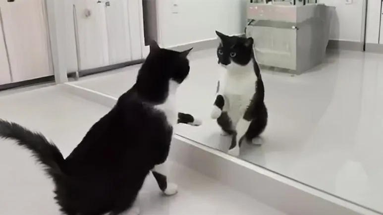 the other cats dance is identical