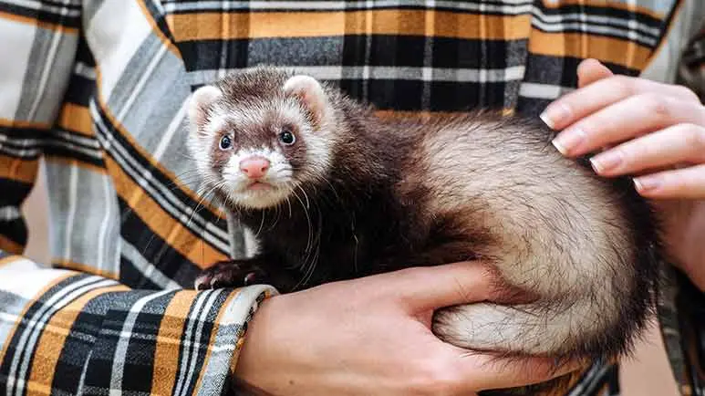 things to consider before acquiring ferret