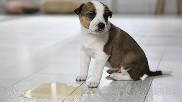 bacterial urinary tract infections in dogs