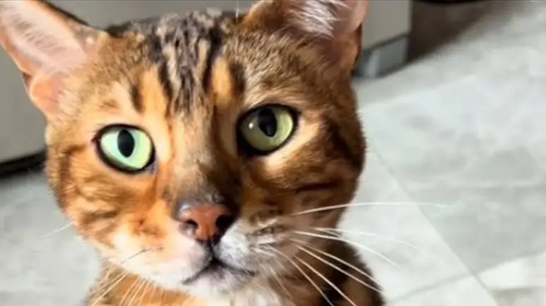 bengal cat had baggage training and patience changed him