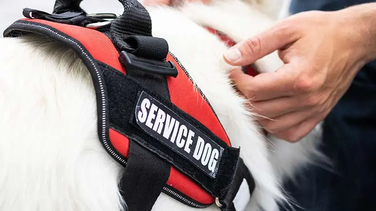 brain scans may reveal best service dogs