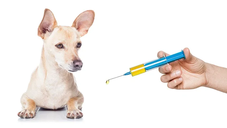 canine influenza vaccines