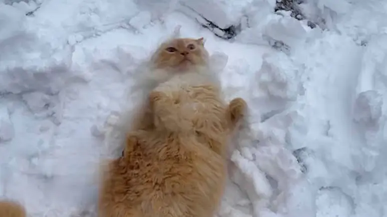 cat named kit is obsessed with snow