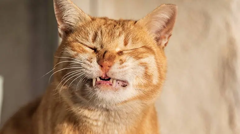 cat teeth grinding