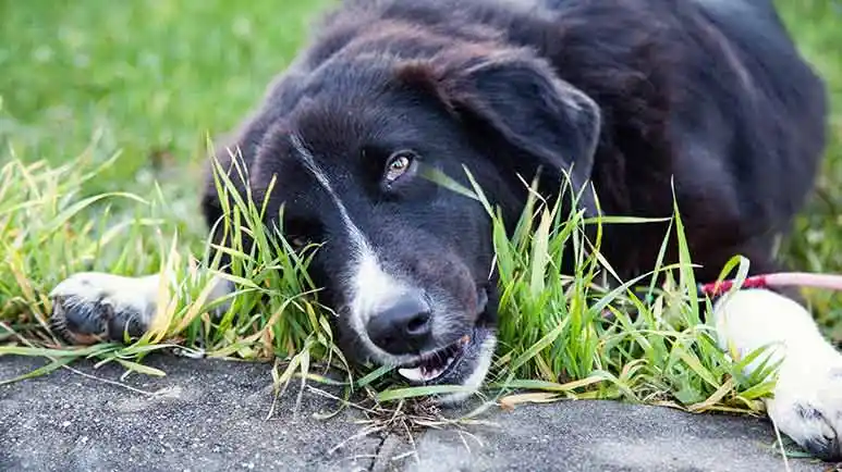 curious dog behaviors