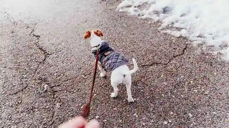 distracted dog walking