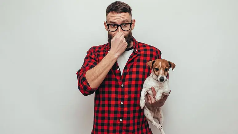 dog flatulence