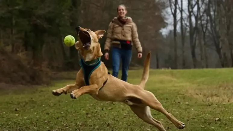 dog learns love really does conquer fear