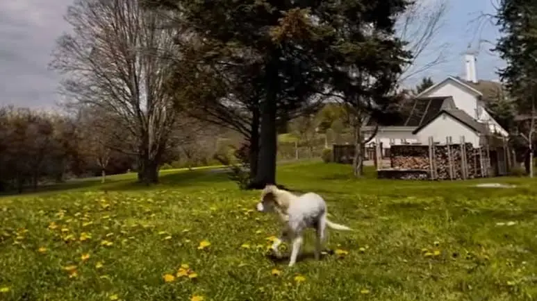 dog may be old and she may look weird but she's loved