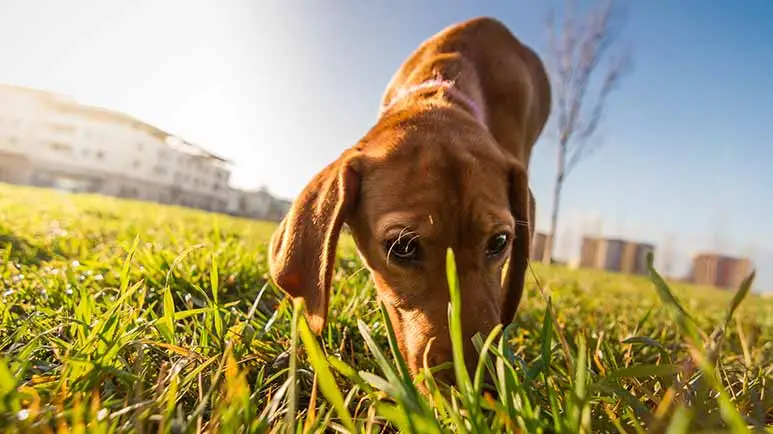 dog scent marking