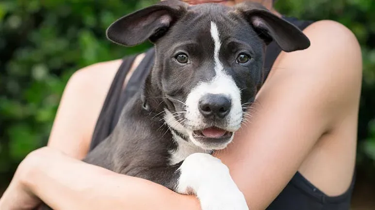 foster pet parent