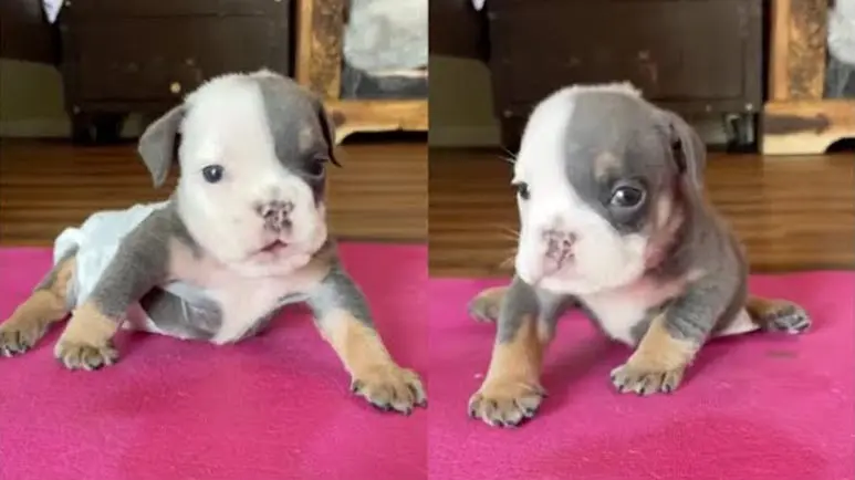 french bulldog has limitations but he's determined