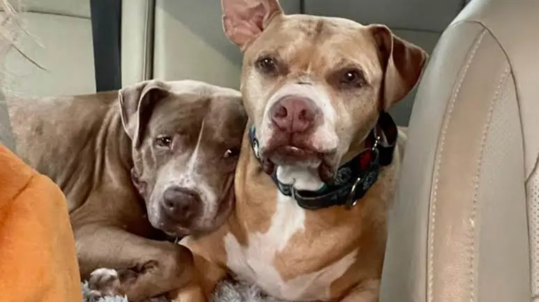 grieving dogs find solace in each other