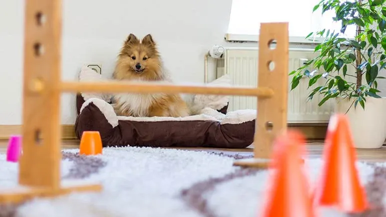 indoor exercise for dog
