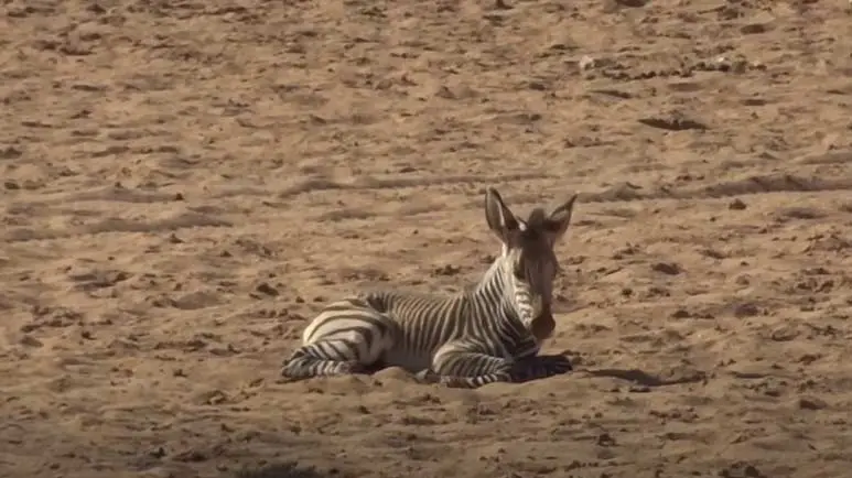 orphaned baby zebra is recued by another herd