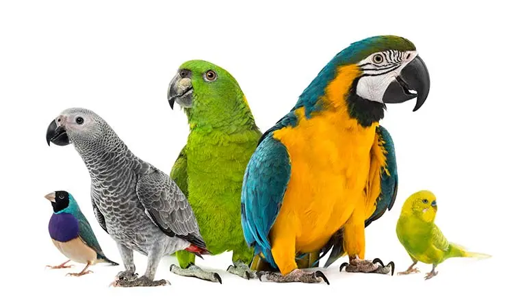 parrots lifespan
