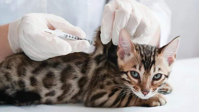 pet immunization