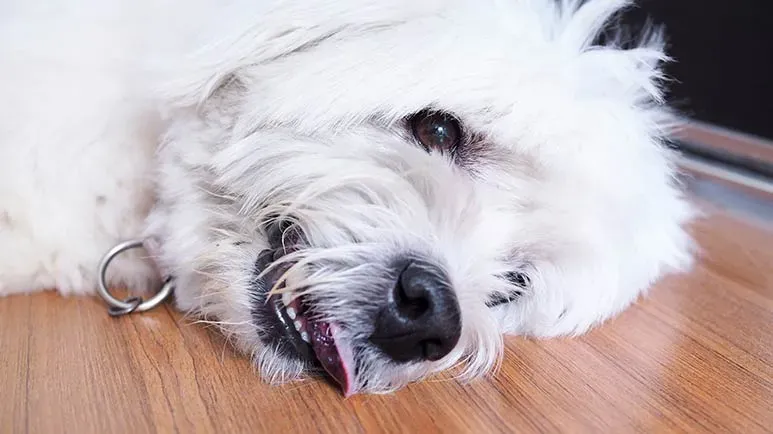pet seizures