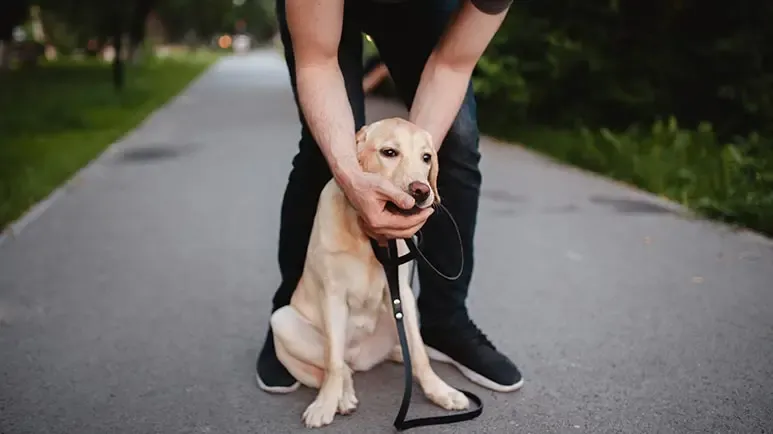 pets heimlich maneuver cpr