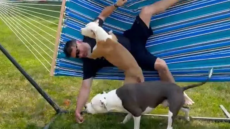 pitties can't stop knocking their parents off of hammock