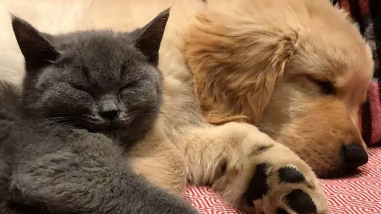 puppy and kitten bond from the first day