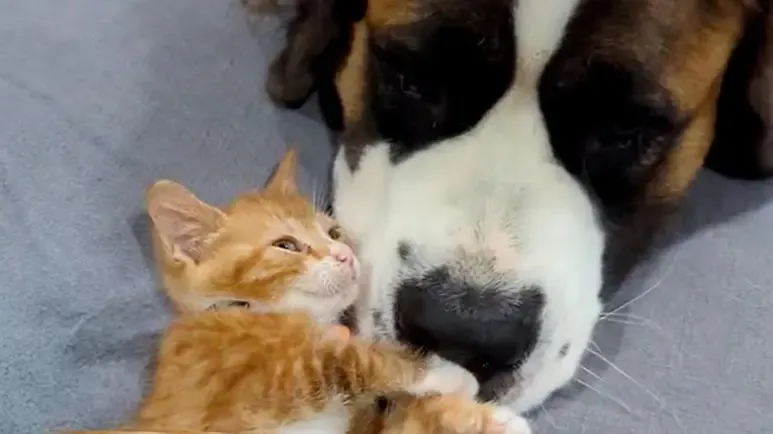 saint bernard becomes a truly rescued kittens sibling