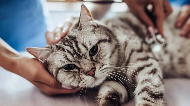 tick borne diseases cats
