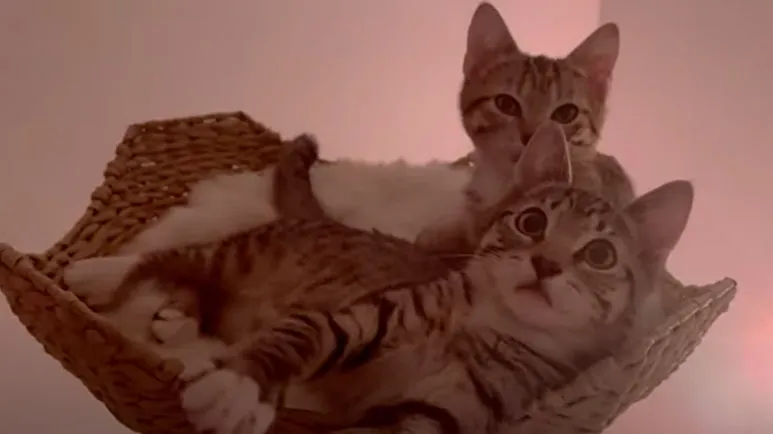 two kittens move into their own 4 bedroom condo