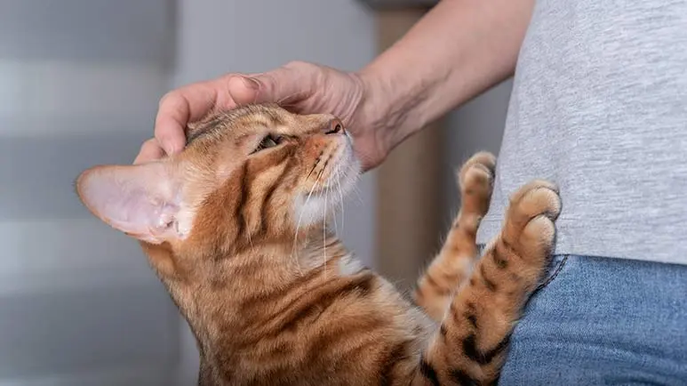 understanding feline communication signals