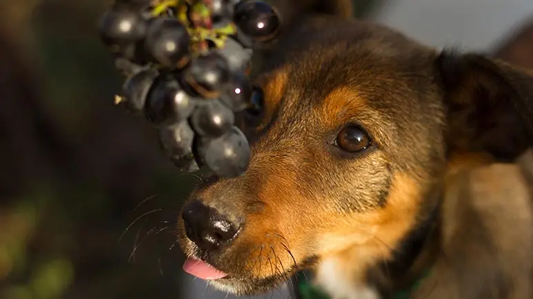 what fruits and vegetables can dogs eat