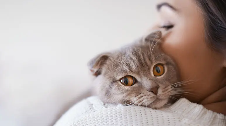 are cats smart